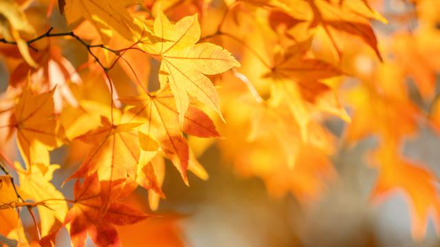 🍁ČAROVNÁ JESEŇ🍂 v ŠKD